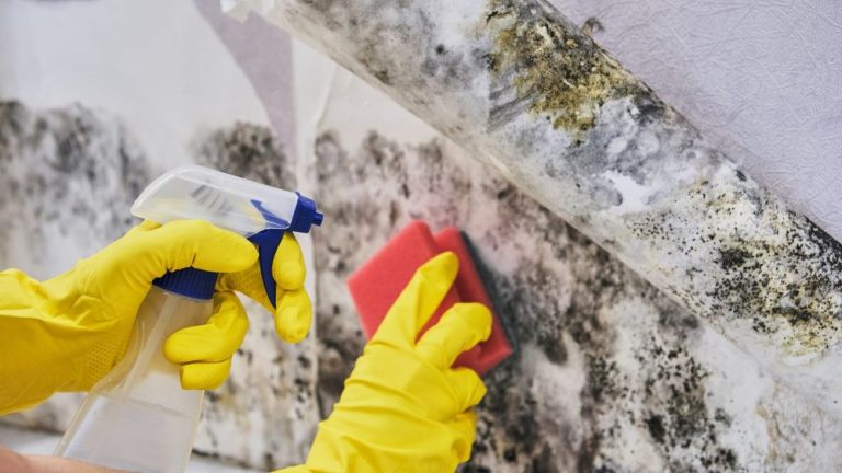 Skimmelrådgivning og vurdering af skimmelsvamp